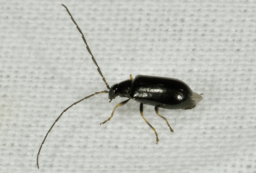 Chrysomelidae:  Luperus cfr. luperus
